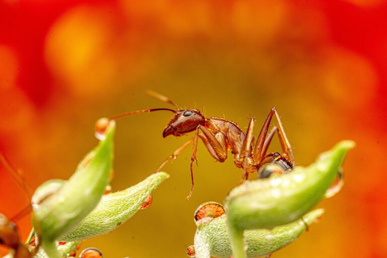 ant farms amazon